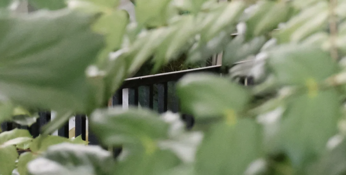 放假通知|八坼幼儿园2026年清明放假通知